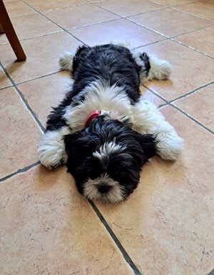 Strutture Pet Friendly Sardegna