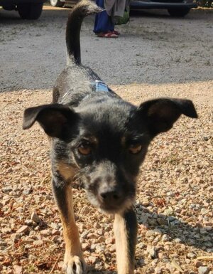 Strutture Pet Friendly Sardegna