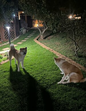 Strutture Pet Friendly Sardegna