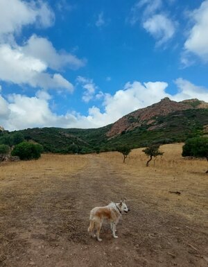 Strutture Pet Friendly Sardegna