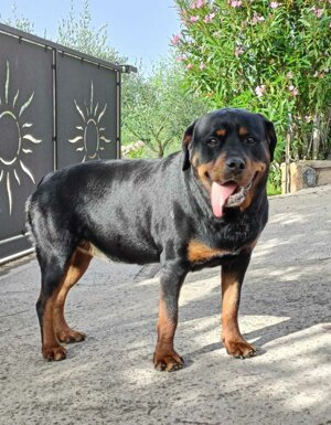 Strutture Pet Friendly Sardegna