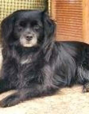 Strutture Pet Friendly Sardegna