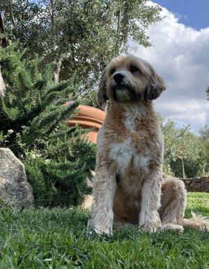 Strutture Pet Friendly Sardegna