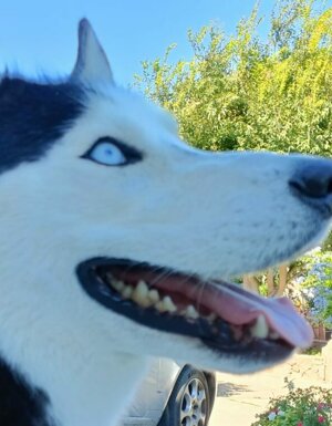 Strutture Pet Friendly Sardegna