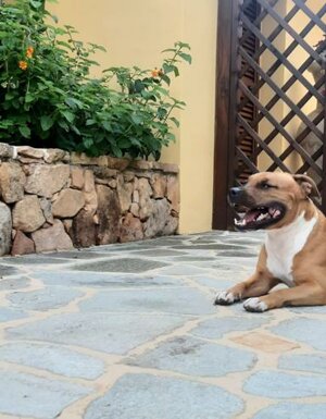 Strutture Pet Friendly Sardegna