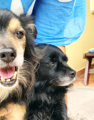 Strutture Pet Friendly Sardegna