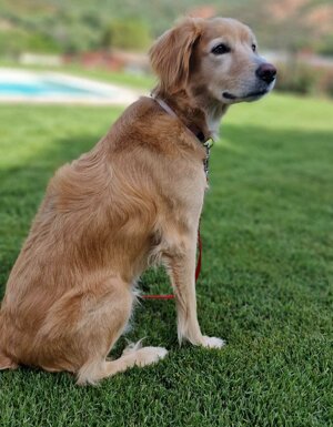 Strutture Pet Friendly Sardegna