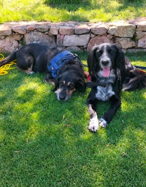 _locandinecostellazioni%20musicali%20(1.080%20x%201.350%20px)