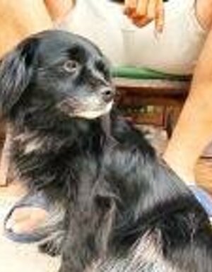 Strutture Pet Friendly Sardegna