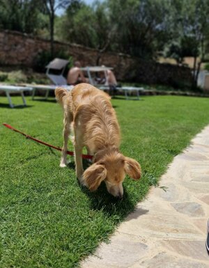 Strutture Pet Friendly Sardegna