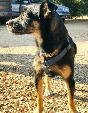 Strutture Pet Friendly Sardegna