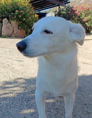 Strutture Pet Friendly Sardegna