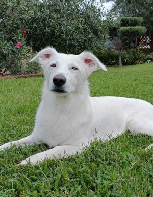 Strutture Pet Friendly Sardegna