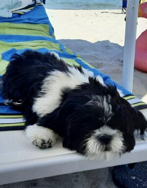 Strutture Pet Friendly Sardegna