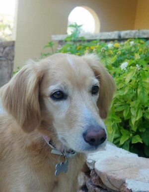 Strutture Pet Friendly Sardegna