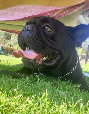 Strutture Pet Friendly Sardegna