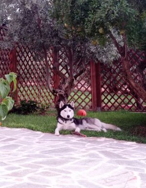 Strutture Pet Friendly Sardegna