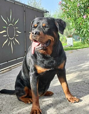 Strutture Pet Friendly Sardegna