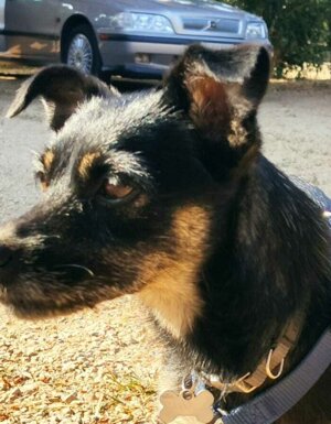 Strutture Pet Friendly Sardegna