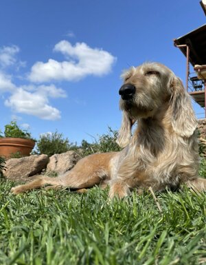 Strutture Pet Friendly Sardegna