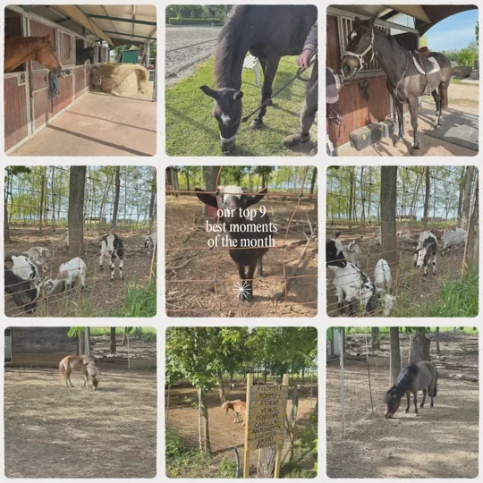 Animali dell'agriturismo e ristorante a Mortegliano (UD) - Al Buttasella