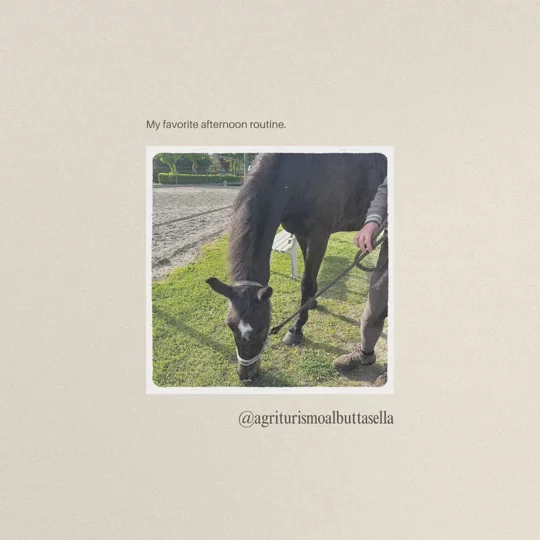 Animali dell'agriturismo e ristorante a Mortegliano (UD) - Al Buttasella