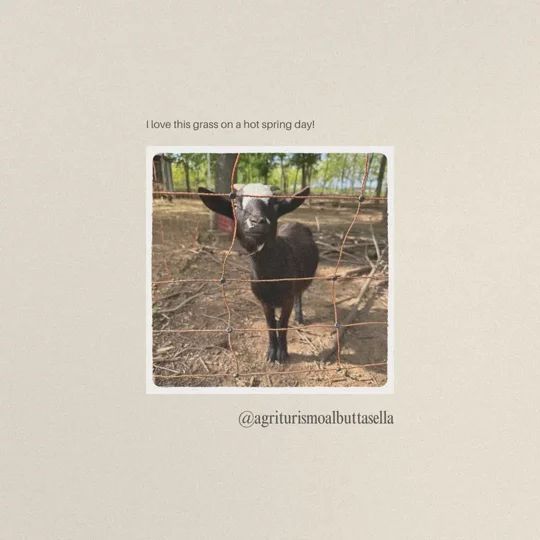 Animali dell'agriturismo e ristorante a Mortegliano (UD) - Al Buttasella