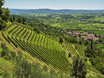 Collio Collio