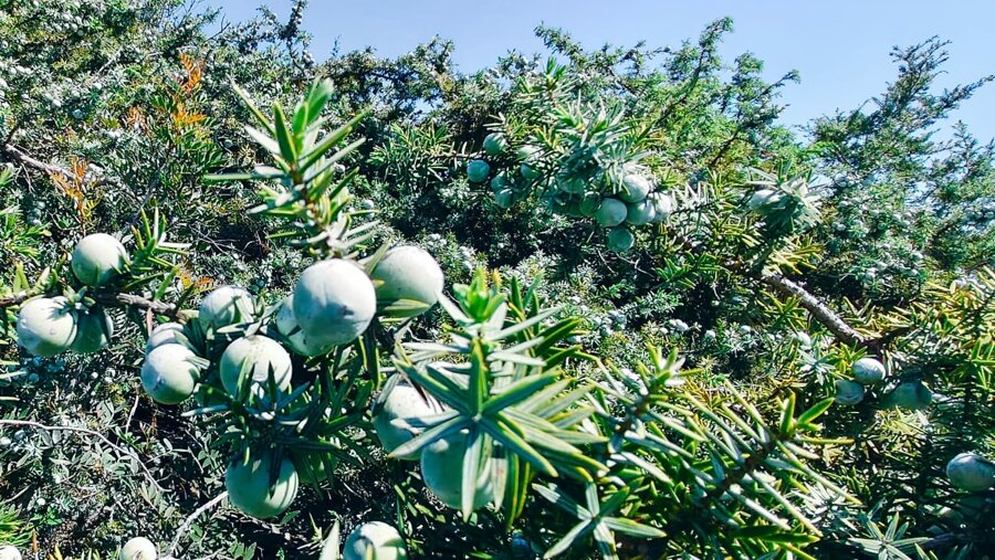 whatsapp image 2025-04-07 at 10.15.56.jpeg