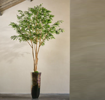 Un grand arbre dans un projet client