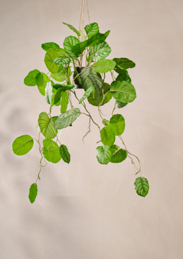 plante suspendue
