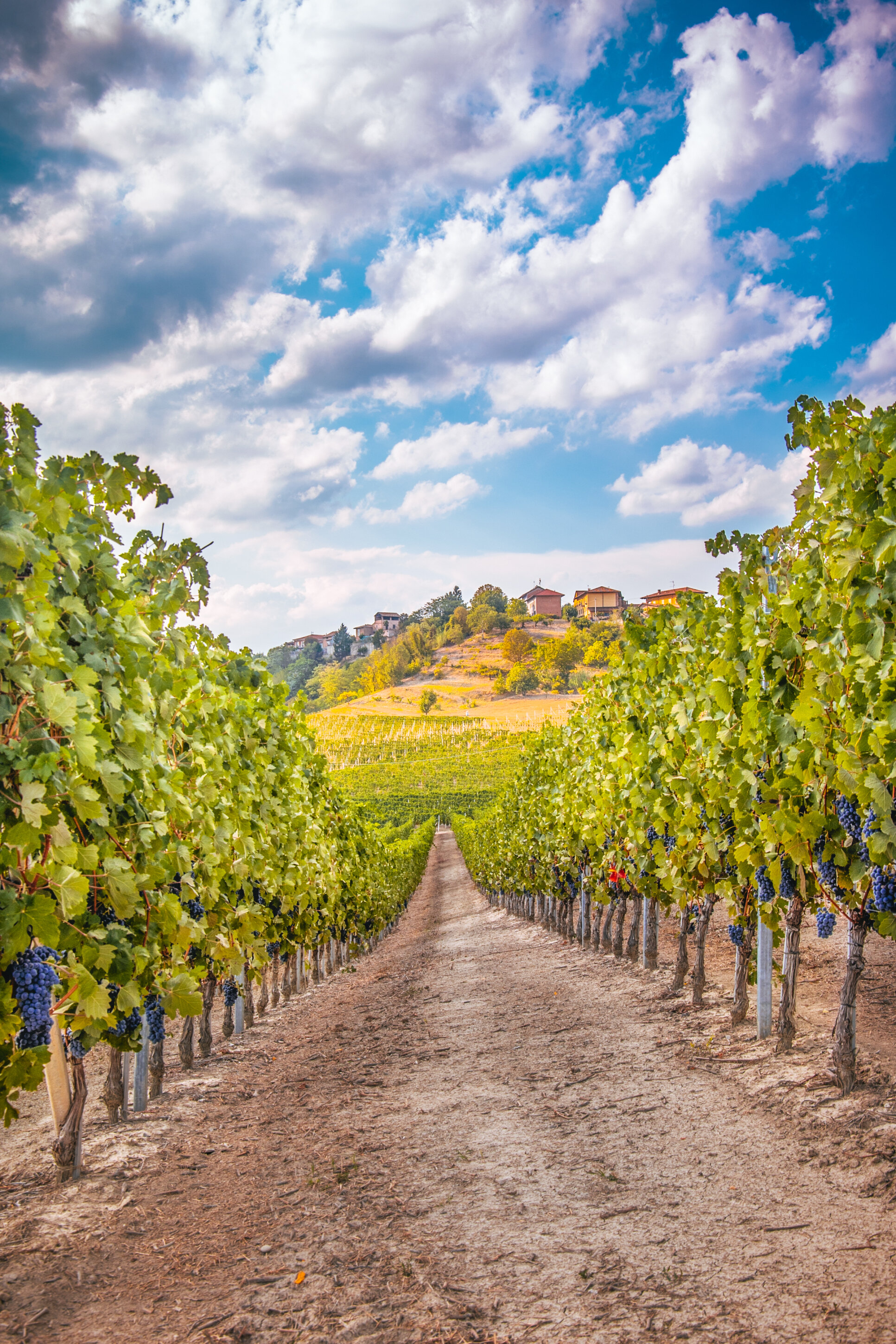 Azioni per il contrasto alle avversità fitopatologiche e entomologiche Azioni per il contrasto alle avversità fitopatologiche e entomologiche