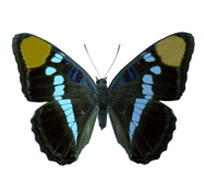 11062b_3d75f8f61cff47db8e8f16fa1c0b2b18f000