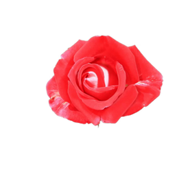 11062b_ff936eeea7a34d7ea122ab0f76f89640f000