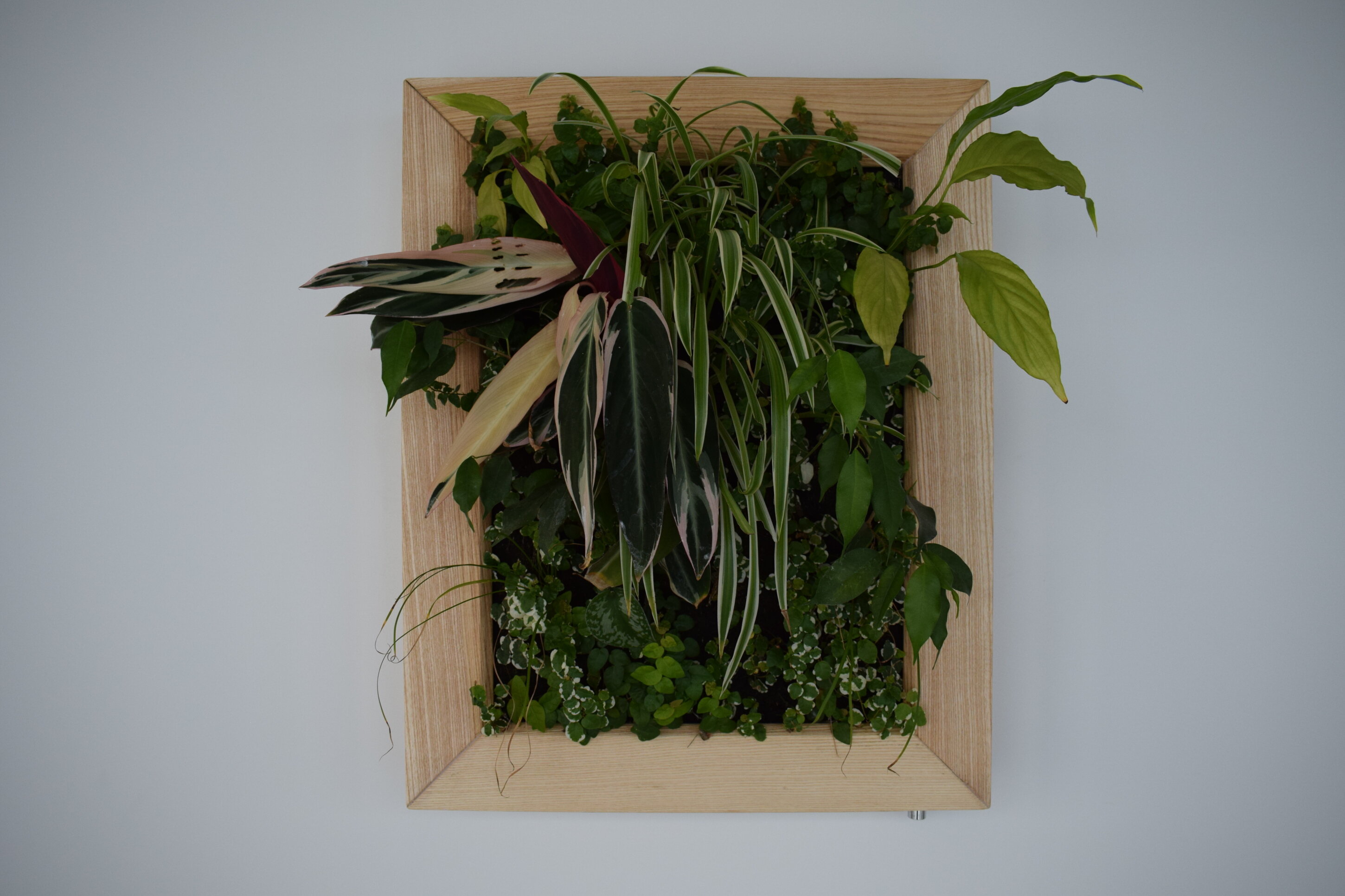 dsc_0044.jpeg dsc_0044.jpeg