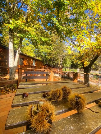 autunno.jpeg autunno.jpeg