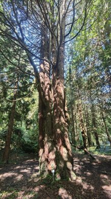 monte forato e procinto monte forato e procinto