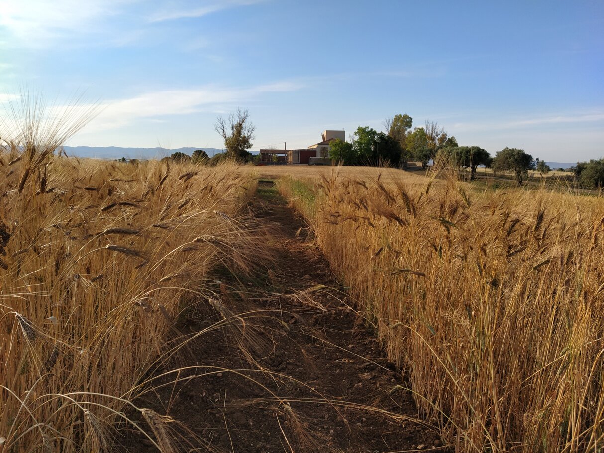 campo_catalogo_ssgs_2.jpeg