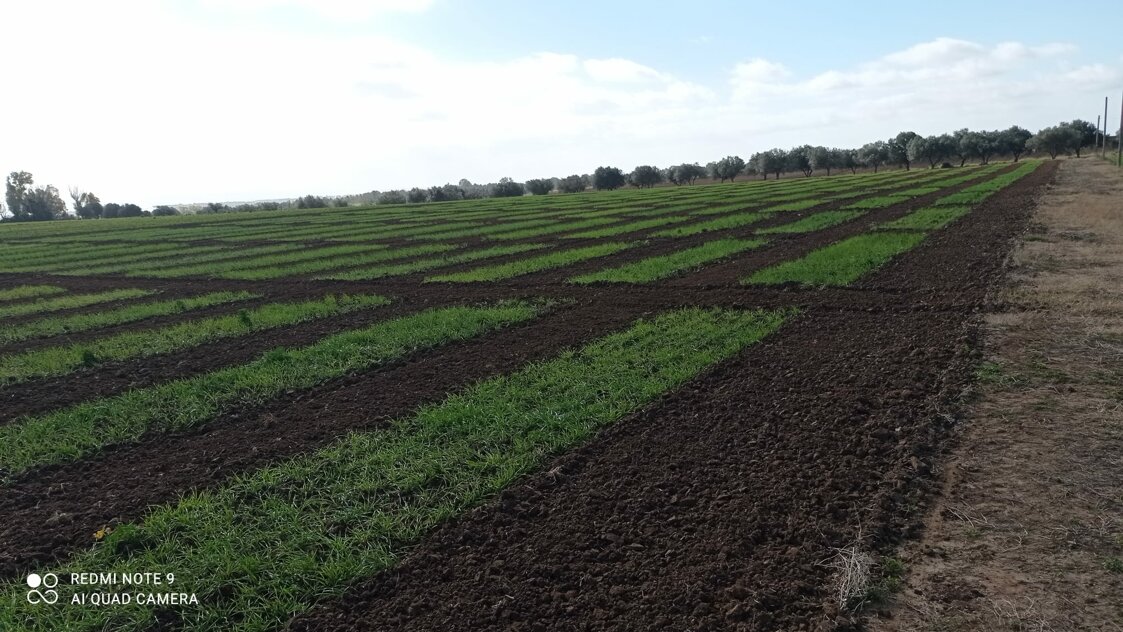 campo_catalogo_ssgs_4.jpeg