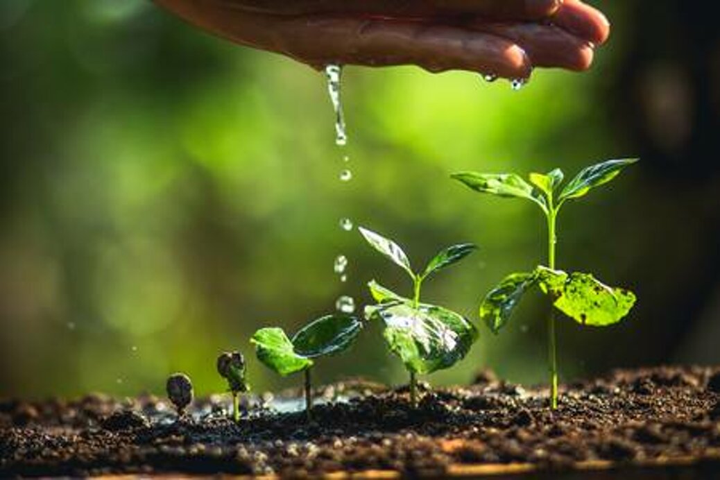 99660286-growing-coffee-beans-watering-sapling-natural-light.jpeg