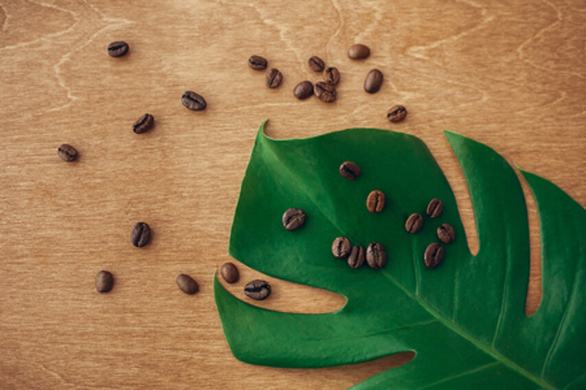 116476673-stylish-image-of-roasted-coffee-beans-on-green-monstera-leaf-on-rustic-wood-in-light-flat-lay-eco-co.jpeg 116476673-stylish-image-of-roasted-coffee-beans-on-green-monstera-leaf-on-rustic-wood-in-light-flat-lay-eco-co.jpeg