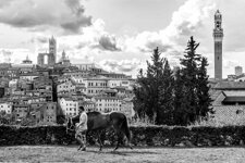 bevilacqua-federico-032269-palio siena-2025-c-01.jpeg
