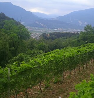 Vista panoramica su vigneti biologici e montagne a Pranzo di Tenno Vista panoramica su vigneti biologici e montagne a Pranzo di Tenno