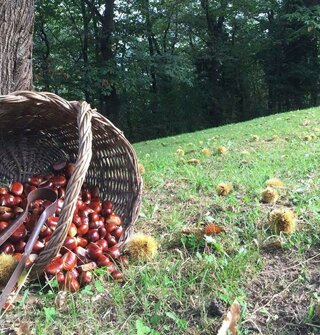 Cesto di castagne su prato in un'azienda agricola biologica Cesto di castagne su prato in un'azienda agricola biologica