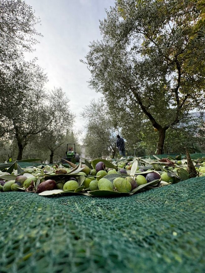 Raccolta di olive in un'azienda agricola biologica Raccolta di olive in un'azienda agricola biologica