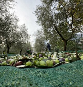 Raccolta di olive in azienda agricola biologica a Tenno Raccolta di olive in azienda agricola biologica a Tenno