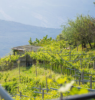Vigneto su una collina in azienda agricola biologica a Tenno Vigneto su una collina in azienda agricola biologica a Tenno