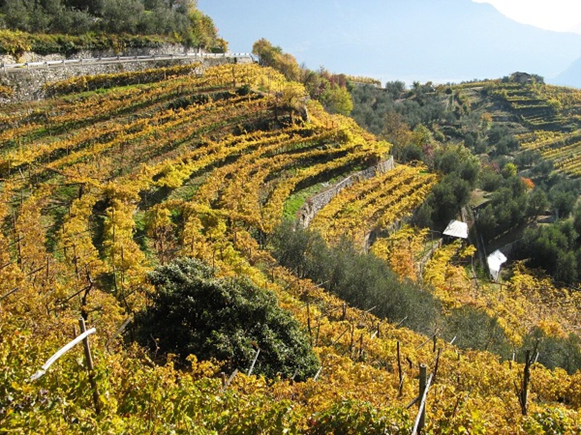 Vigneti terrazzati autunnali in azienda agricola biologica, Pranzo di Tenno. Vigneti terrazzati autunnali in azienda agricola biologica, Pranzo di Tenno.