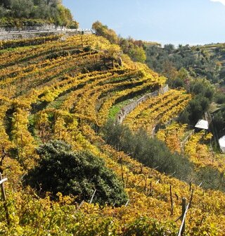 Vigneti terrazzati in autunno, azienda agricola biologica, Pranzo di Tenno Vigneti terrazzati in autunno, azienda agricola biologica, Pranzo di Tenno