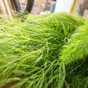 Primo piano di foglie di finocchio verde fresco in cucina Primo piano di foglie di finocchio verde fresco in cucina